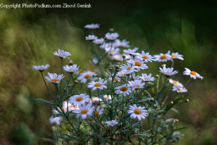 Aster, Blossom, Flower, Plant, Daisies, Daisy, Cosmos
