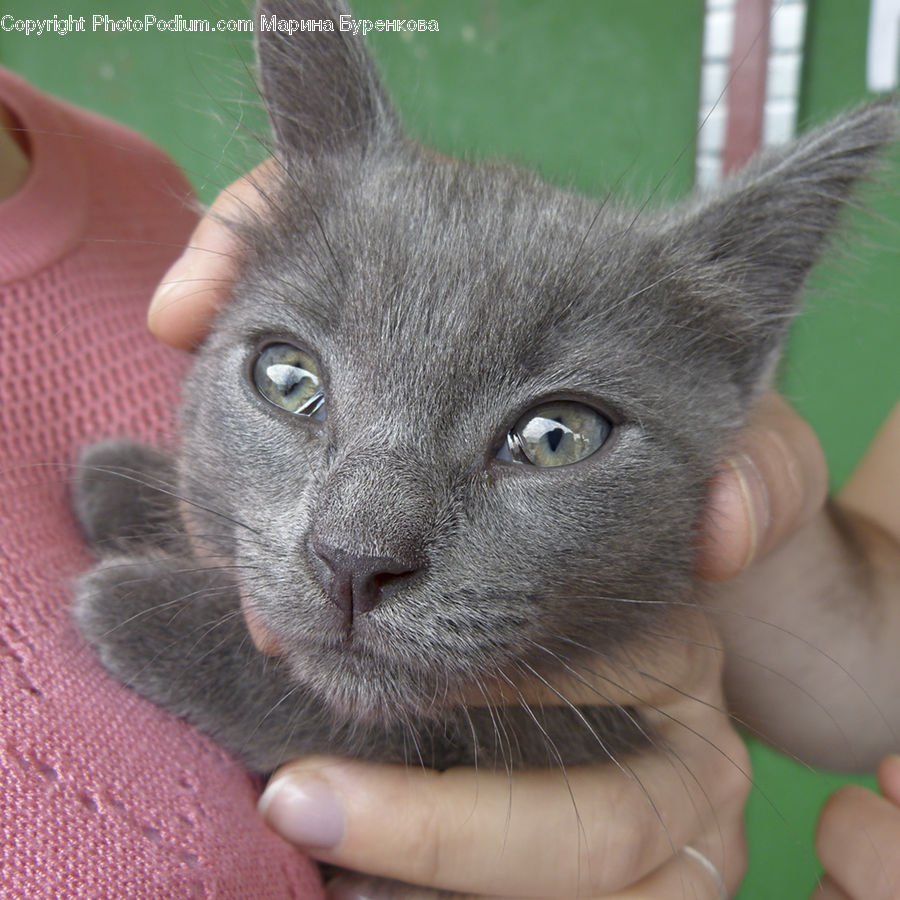 Animal, Cat, Kitten, Mammal, Pet, Abyssinian, Siamese