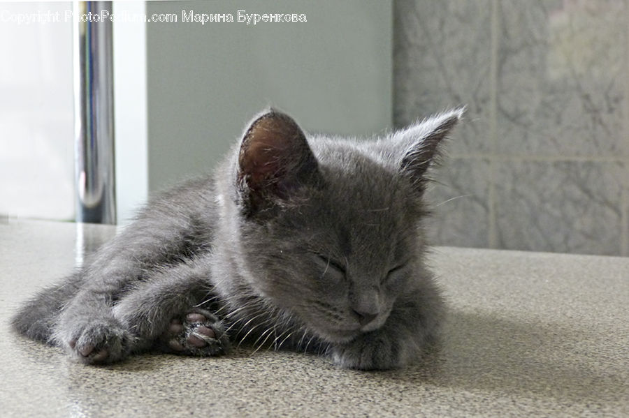 Animal, Cat, Kitten, Mammal, Pet, Manx, Siamese