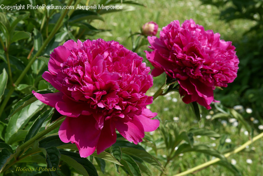 Blossom, Flower, Peony, Plant, Carnation, Flora, Dahlia