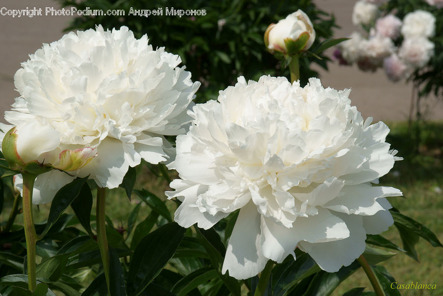 Blossom, Flower, Peony, Plant, Flora, Carnation, Daffodil
