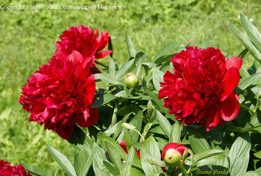 Blossom, Flower, Peony, Plant, Carnation, Dahlia, Flora