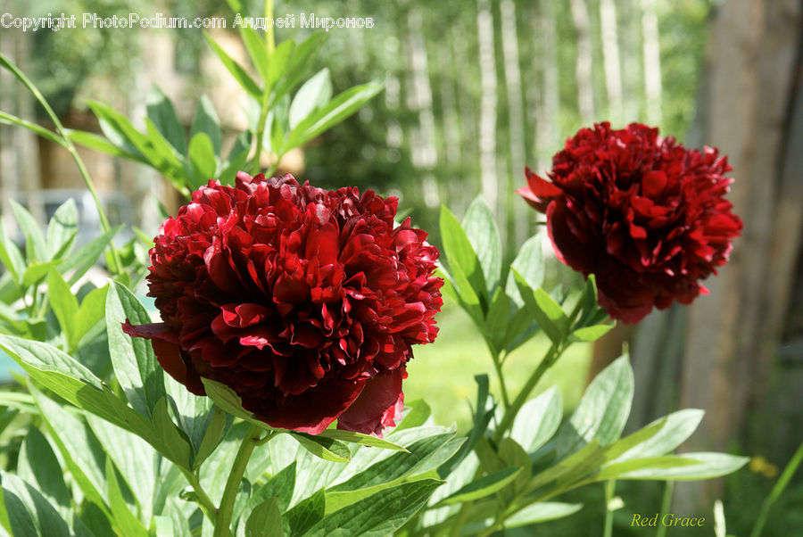 Blossom, Flower, Peony, Plant, Carnation, Flora, Geranium