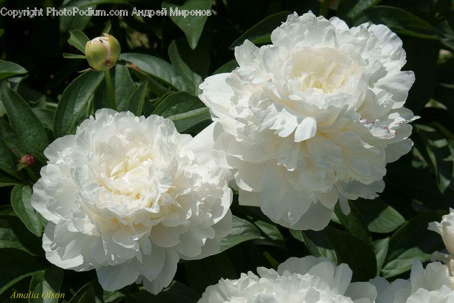 Blossom, Flower, Peony, Plant, Carnation, Flora, Hibiscus