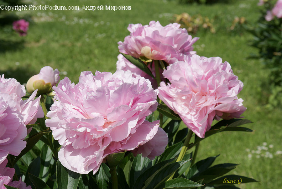 Blossom, Flower, Peony, Plant, Carnation, Flora, Petal