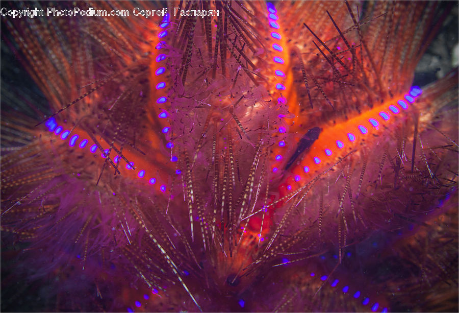 Light, Fractal