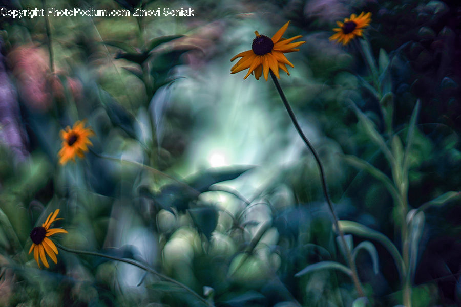 Daisies, Daisy, Flower, Plant, Cosmos, Blossom, Flora