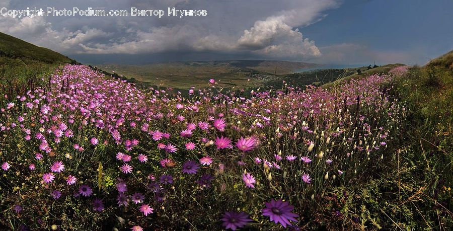 Cosmos, Blossom, Crocus, Flora, Flower, Plant, Treasure Flower