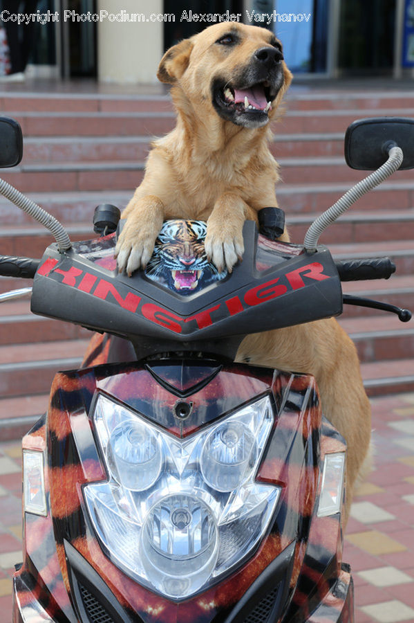 Animal, Canine, Dog, Golden Retriever, Mammal, Pet, Paper
