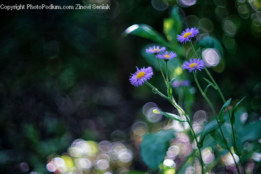 Bubble, Invertebrate, Jellyfish, Sea Life, Daisies, Daisy, Flower