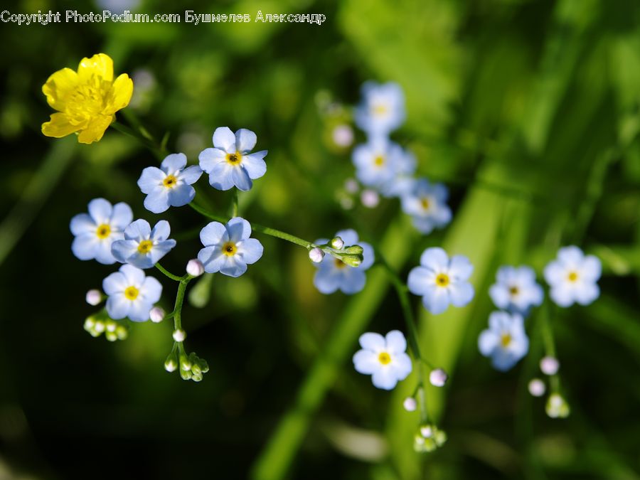 Fiber, Flax, Flora, Flower, Plant, Blossom, Daffodil