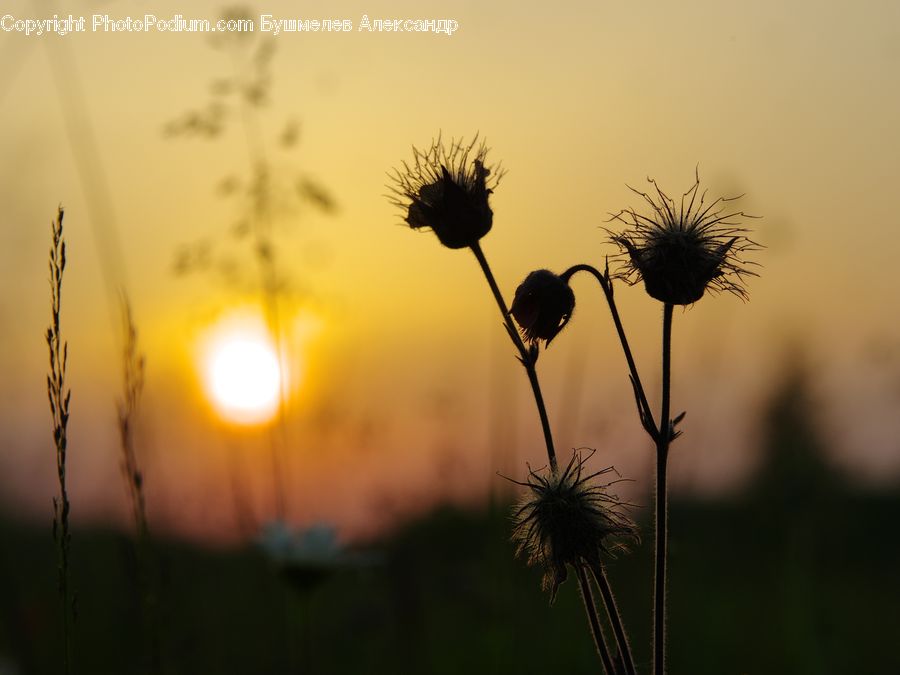 Silhouette, Dandelion, Flower, Plant, Weed, Flora, Thistle