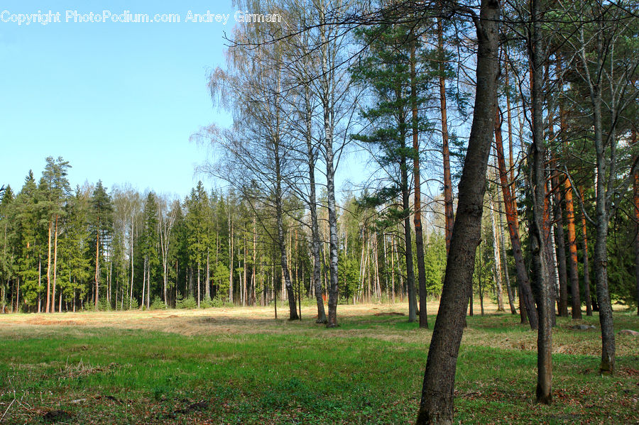 Forest, Vegetation, Birch, Tree, Wood, Grove, Land