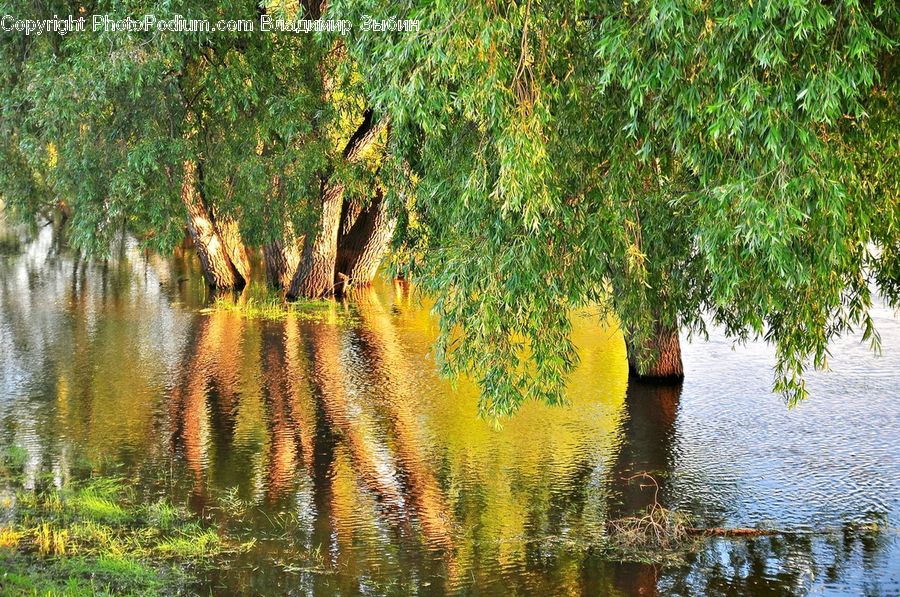 Land, Marsh, Outdoors, Swamp, Water, Blossom, Flora