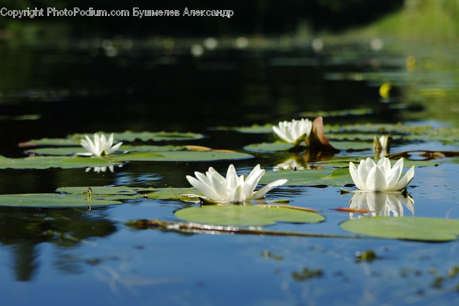 Flower, Lily, Plant, Pond Lily, Outdoors, Pond, Water