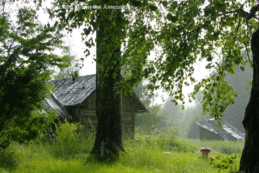 Cabin, Hut, Rural, Shack, Shelter, Forest, Vegetation