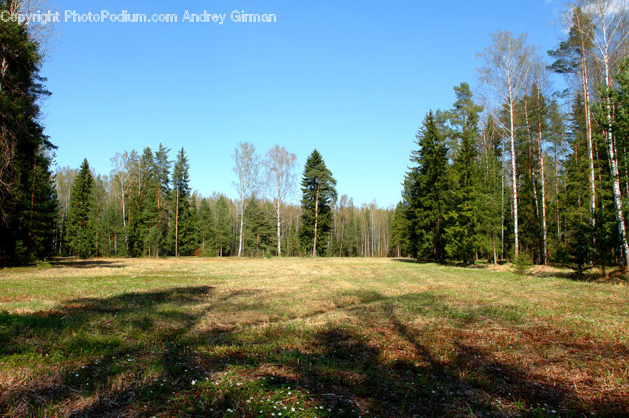 Conifer, Fir, Plant, Tree, Forest, Vegetation, Spruce