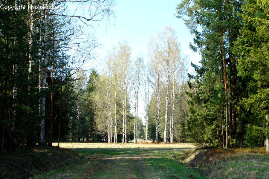 Conifer, Fir, Plant, Tree, Forest, Vegetation, Birch