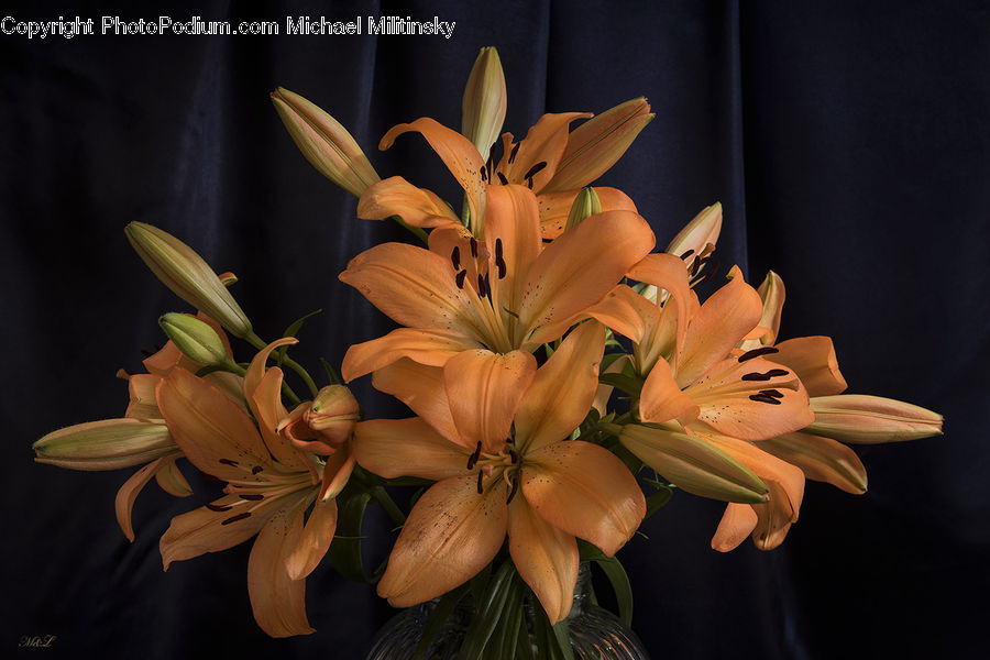 Flora, Flower, Lily, Plant, Gladiolus, Flower Arrangement, Flower Bouquet