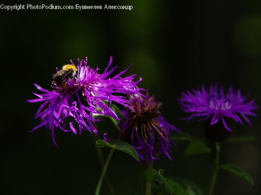 Flora, Flower, Plant, Thistle, Weed, Asteraceae, Blossom