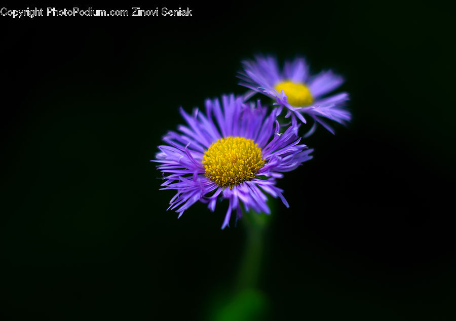 Aster, Blossom, Flower, Plant, Daisies, Daisy, Asteraceae