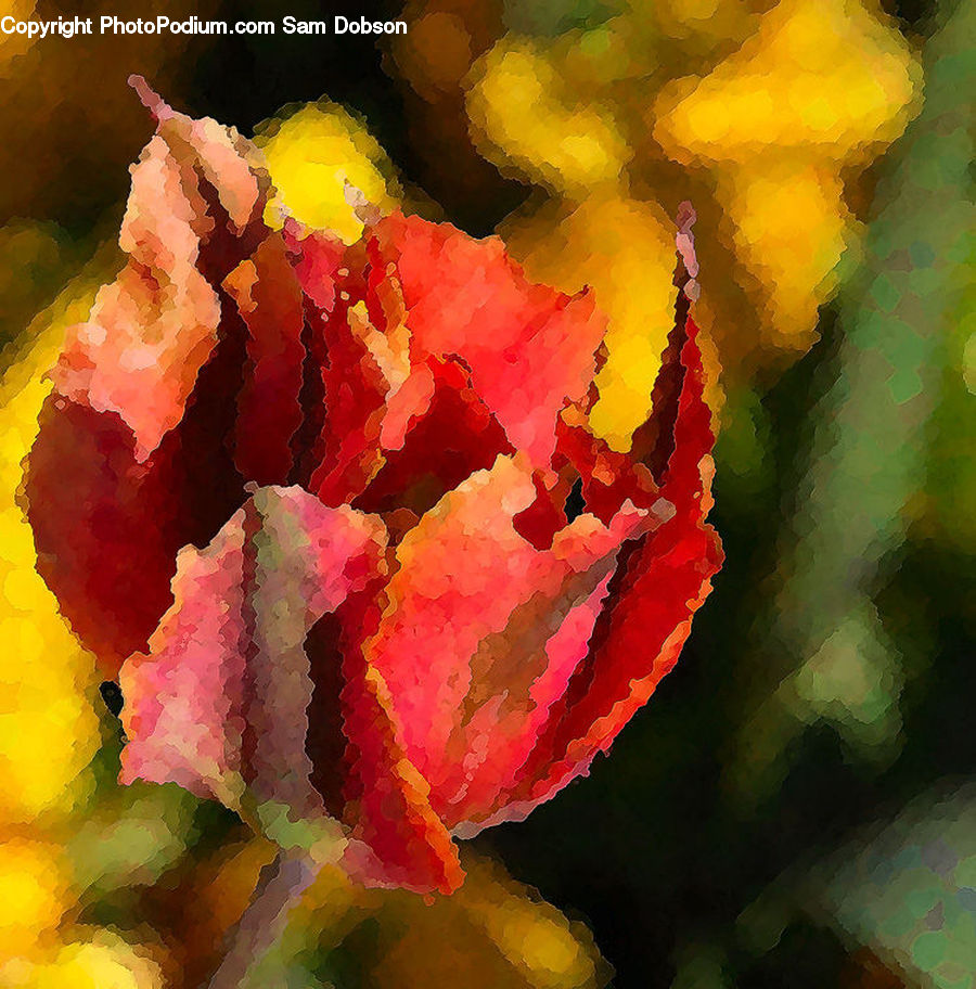 Flora, Flower, Gladiolus, Plant, Blossom, Pollen, Maple