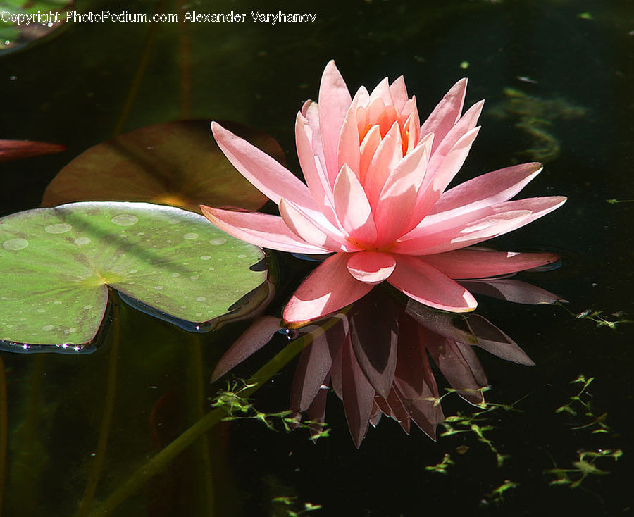 Blossom, Flora, Flower, Geranium, Plant, Lily, Pond Lily