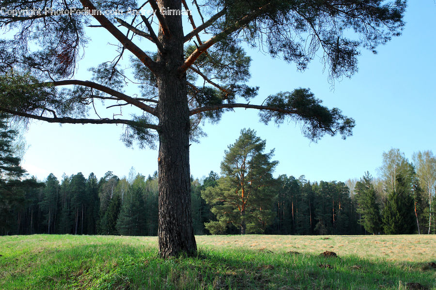 Conifer, Fir, Plant, Tree, Oak, Wood, Forest