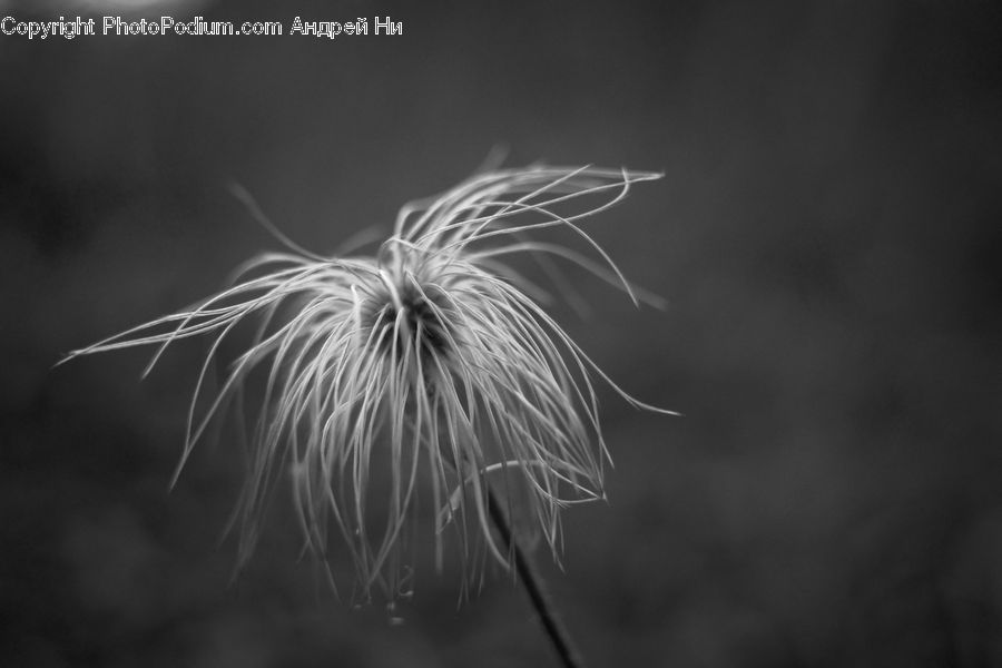 Fireworks, Night, Dandelion, Flower, Plant, Grain, Seed