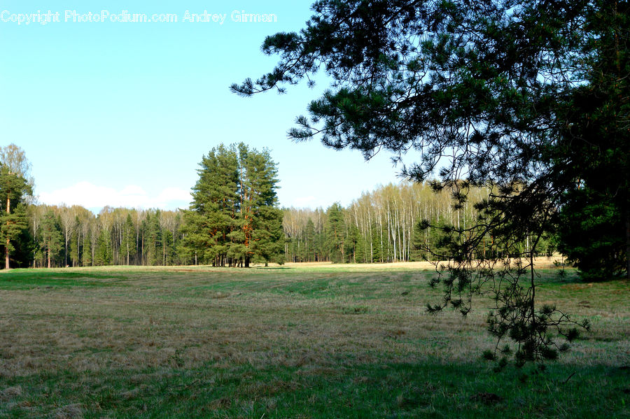 Field, Grass, Grassland, Land, Outdoors, Conifer, Fir