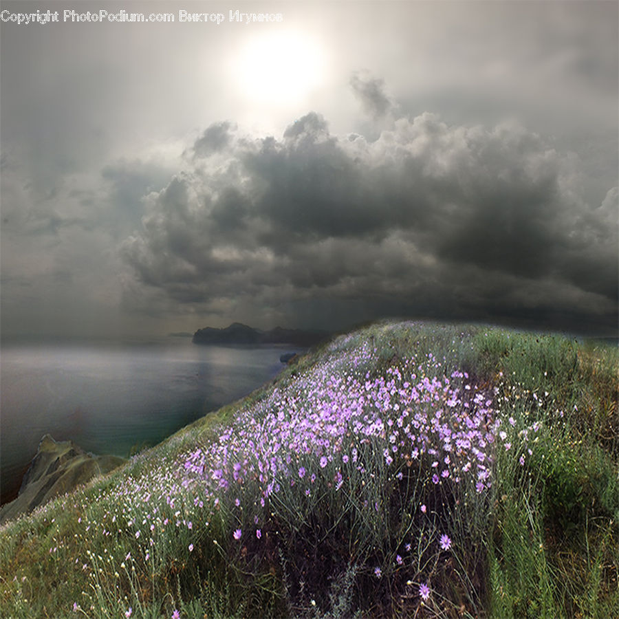 Field, Grass, Grassland, Plant, Lavender, Land, Outdoors