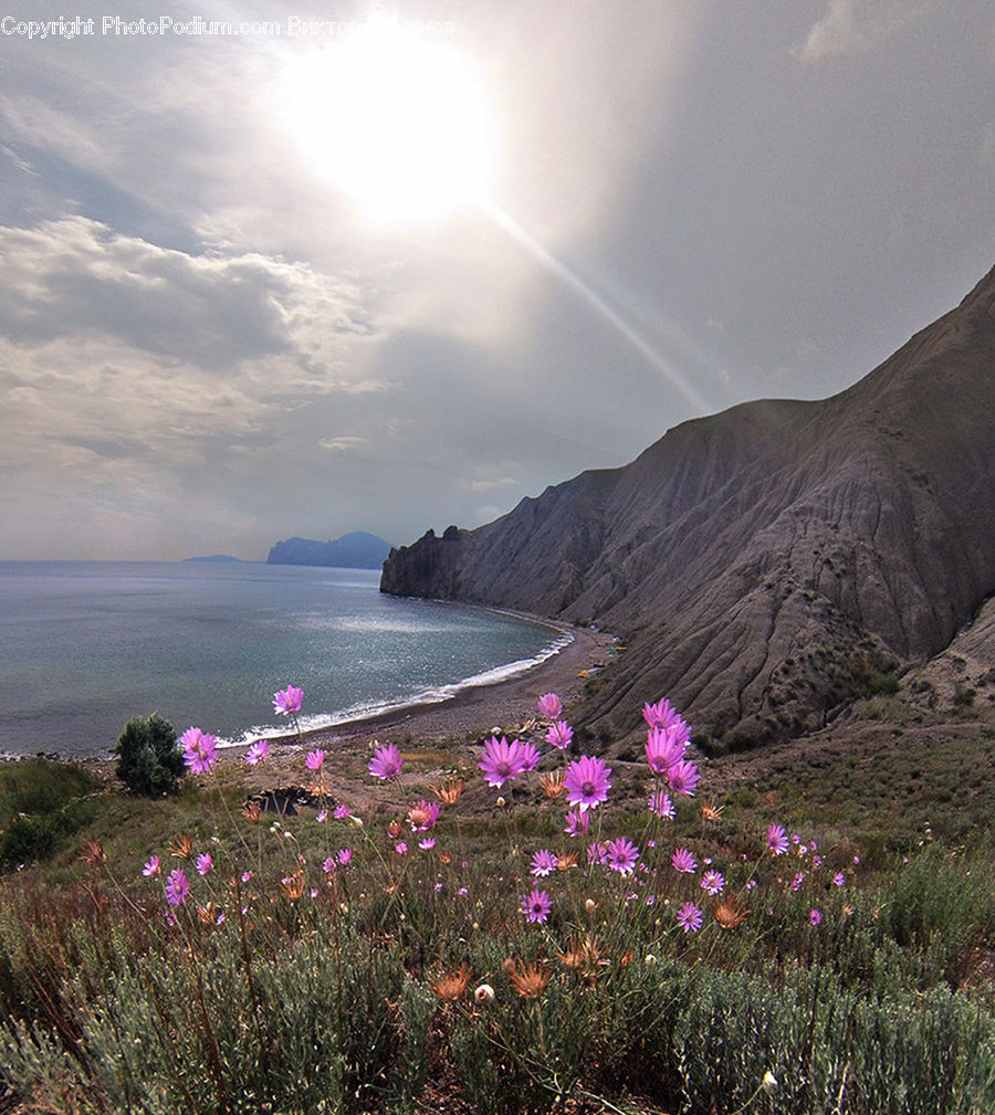 Lavender, Plant, Landscape, Nature, Scenery, Cliff, Outdoors