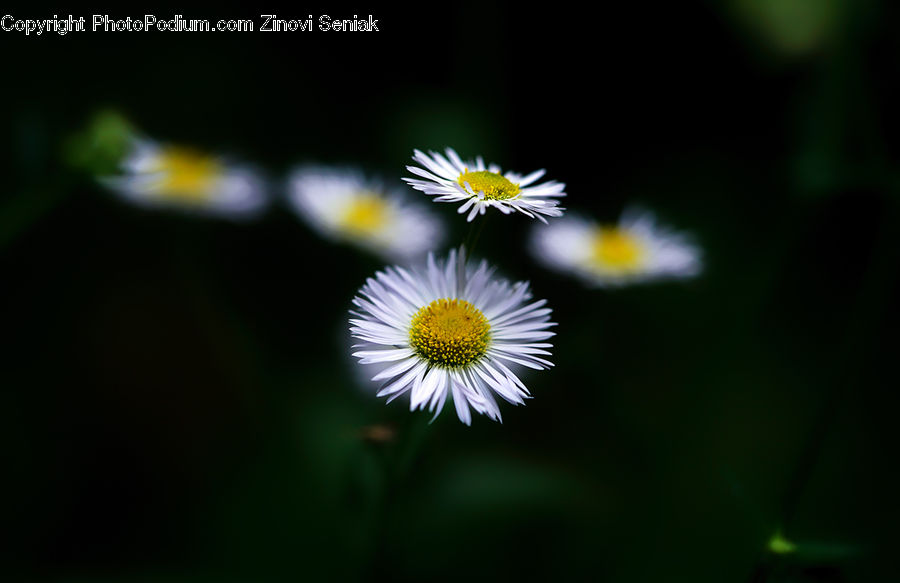 Daisies, Daisy, Flower, Plant, Asteraceae, Blossom, Flora