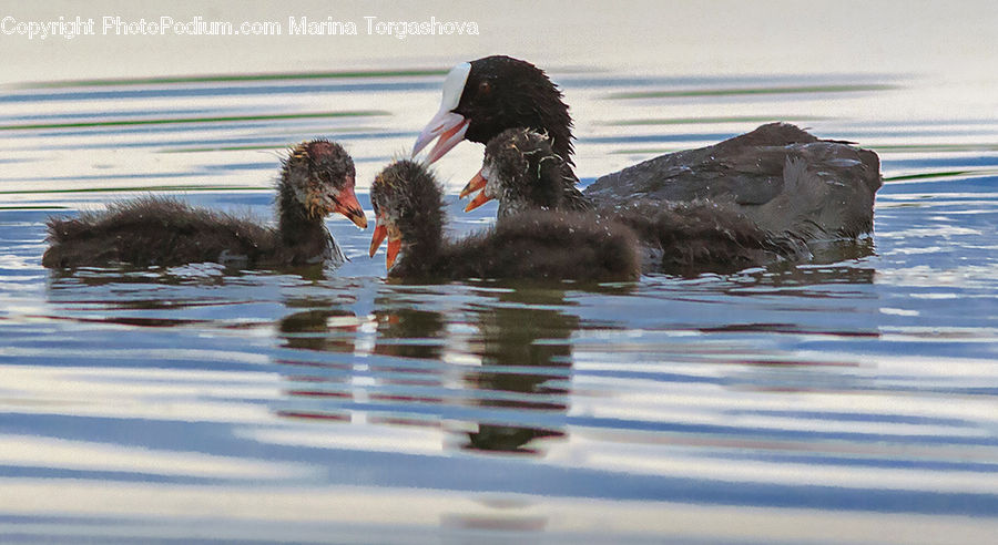 Bird, Black Swan, Swan, Waterfowl, Beak, Duck, Teal