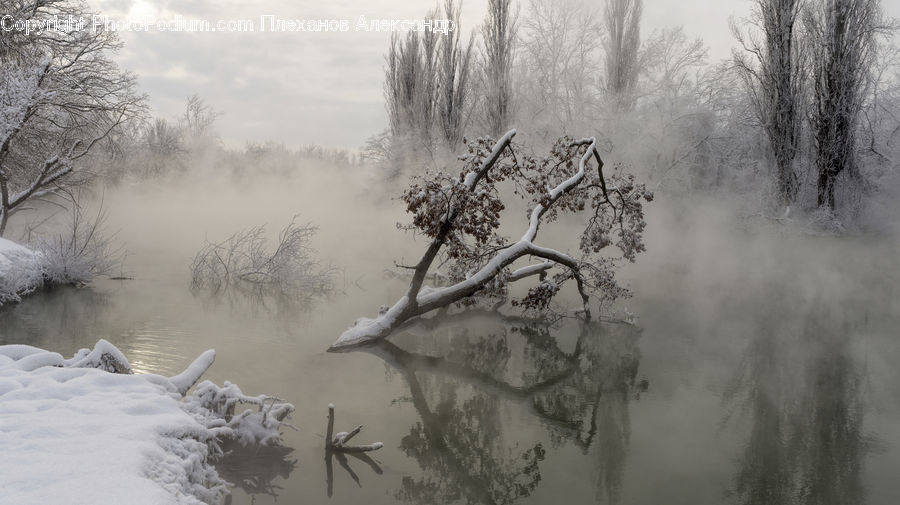 Plant, Tree, Ice, Outdoors, Snow, Fog, Blossom