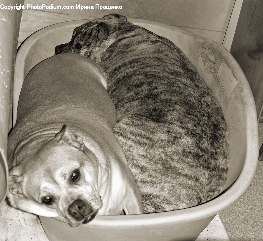 Bucket, Animal, Canine, Dog, Mammal, Pet, Pug