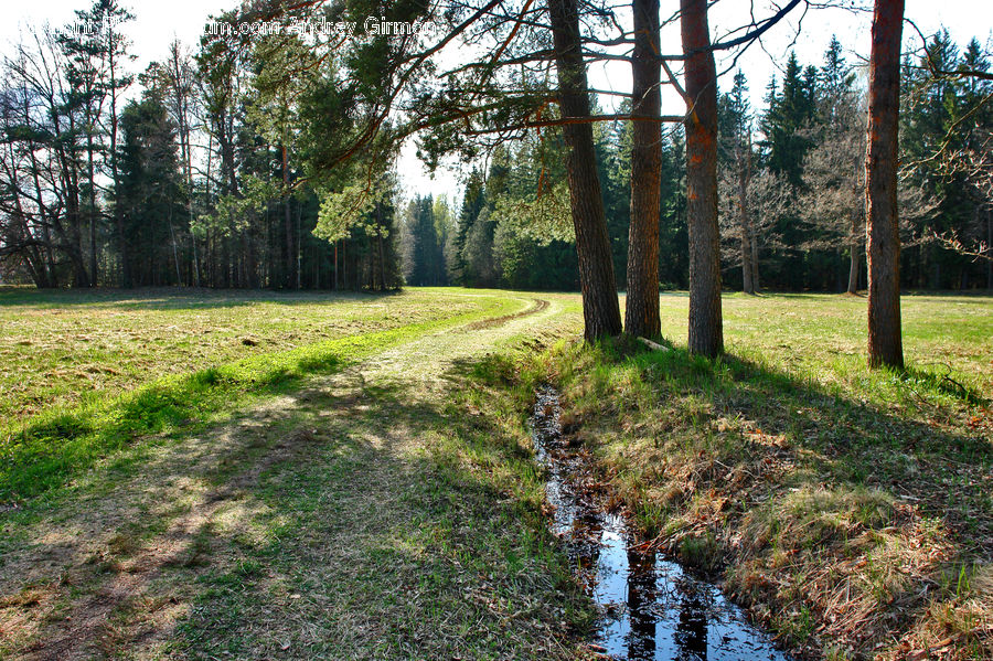 Dirt Road, Gravel, Road, Forest, Grove, Land, Birch