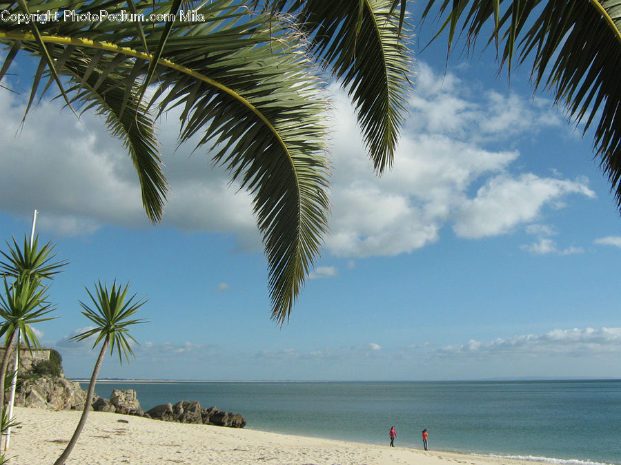 Beach, Coast, Outdoors, Sea, Water, Aloe, Plant