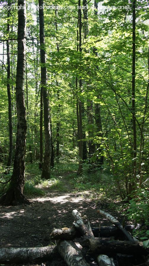 Forest, Vegetation, Jungle, Rainforest, Grove, Land, Fir