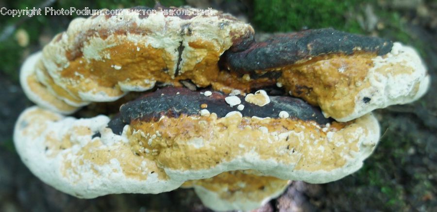 Agaric, Amanita, Fungus, Mushroom, Plant, Amphibian, Salamander