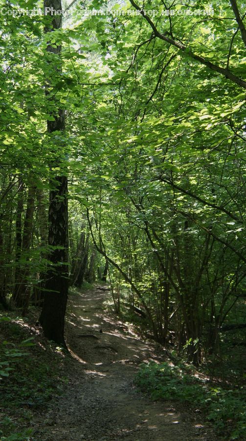 Forest, Vegetation, Dirt Road, Gravel, Road, Grove, Land