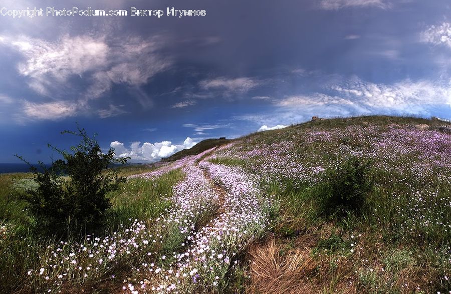 Dirt Road, Gravel, Road, Field, Grass, Grassland, Land