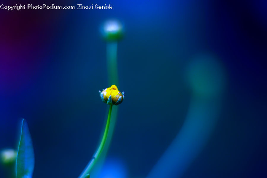 Invertebrate, Jellyfish, Sea Life, Flower, Lily, Plant, Pond Lily