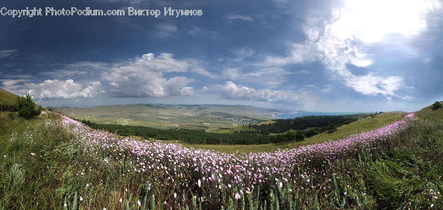 Field, Grass, Grassland, Land, Outdoors, Plant, Landscape
