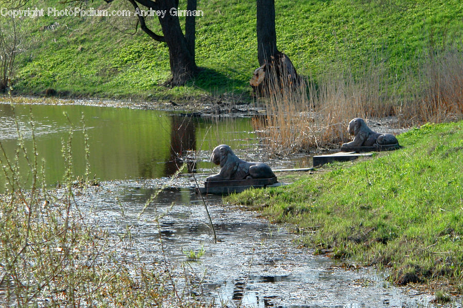 Animal, Zoo, Outdoors, Pond, Water, Bird, Black Swan