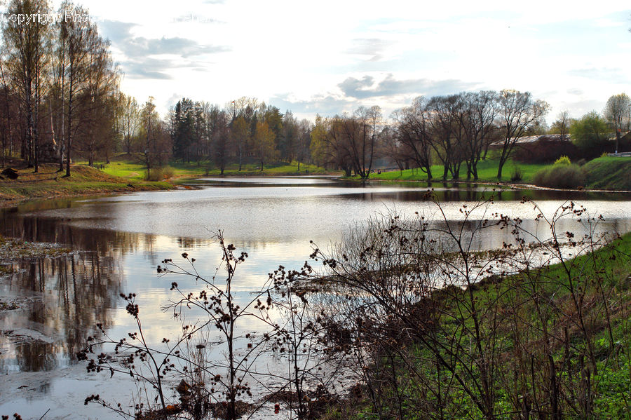 Outdoors, Pond, Water, Blossom, Flora, Flower, Plant
