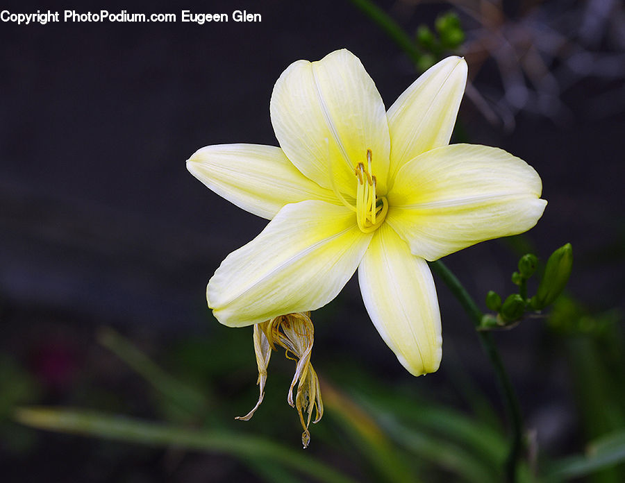 Blossom, Flora, Flower, Plant, Lily, Anther, Petal