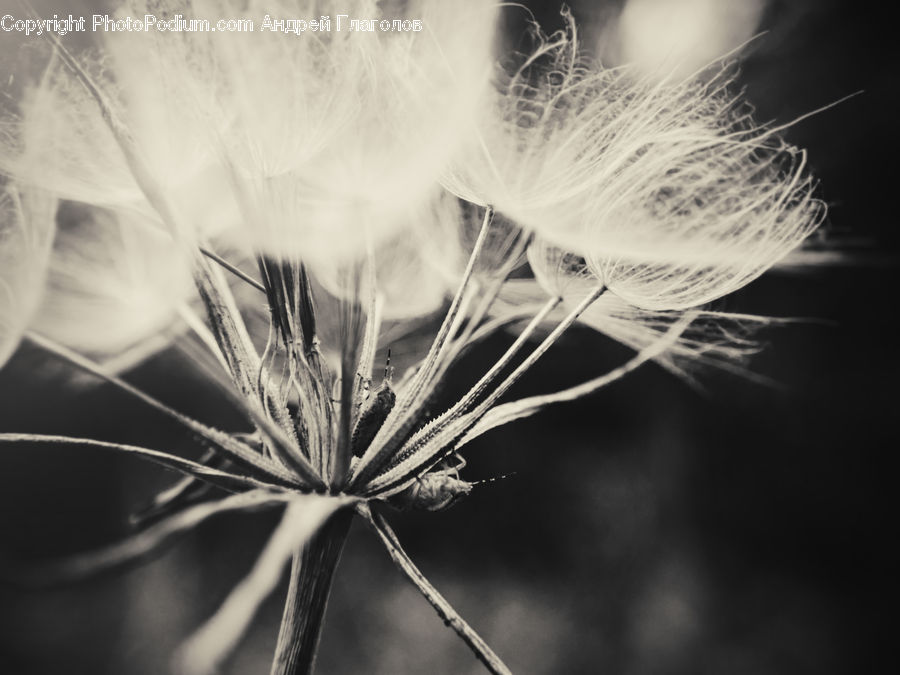 Plant, Weed, Grain, Seed, Dandelion, Flower, Dill