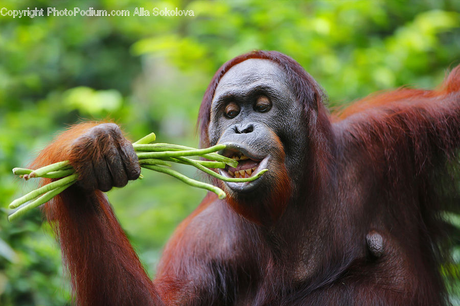 Animal, Mammal, Monkey, Orangutan, Beak, Bird, Bongo