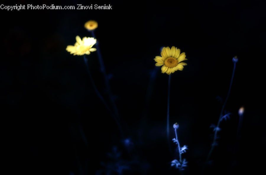Smoke, Blossom, Flora, Flower, Plant, Sunflower, Daffodil